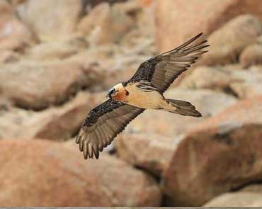 Wildlife & Bird Watching in ladakh